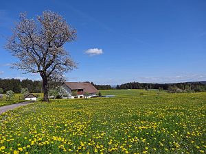 Lwenzahn und Baumblte in Tennenbronn