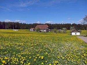 Lwenzahn und Baumblte in Tennenbronn