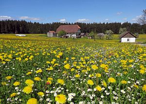 Löwenzahn und Baumblüte in Tennenbronn Löwenzahn und Baumblüte in Tennenbronn