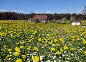 Lwenzahn und Baumblte in Tennenbronn