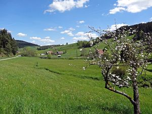 Lwenzahn und Baumblte in Tennenbronn