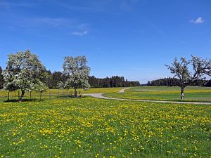 Lwenzahn und Baumblte in Tennenbronn