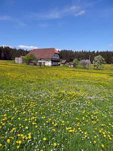 Lwenzahn und Baumblte in Tennenbronn