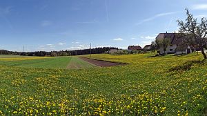 Lwenzahn und Baumblte in Tennenbronn