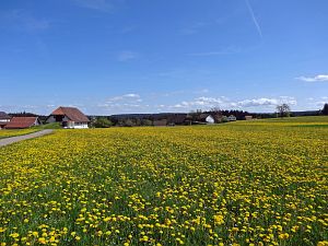 Lwenzahn und Baumblte in Tennenbronn