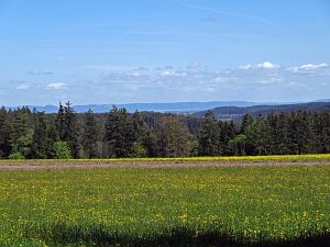 Lwenzahn und Baumblte in Tennenbronn
