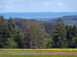 Lwenzahn und Baumblte in Tennenbronn