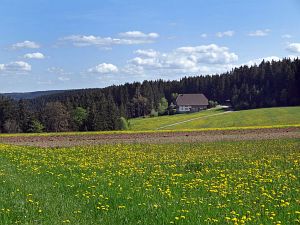 Lwenzahn und Baumblte in Tennenbronn