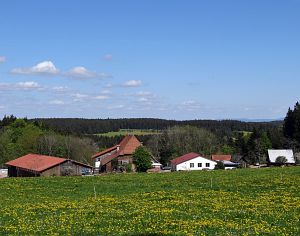 Lwenzahn und Baumblte in Tennenbronn