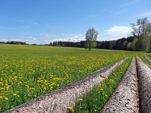 Lwenzahn und Baumblte in Tennenbronn