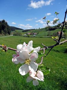 Lwenzahn und Baumblte in Tennenbronn