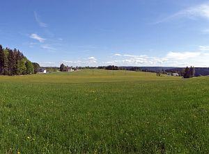 Lwenzahn und Baumblte in Tennenbronn