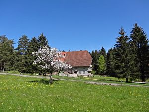 Lwenzahn und Baumblte in Tennenbronn
