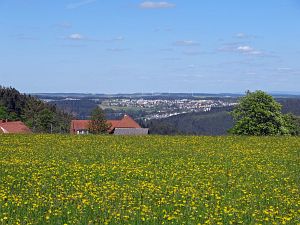 Lwenzahn und Baumblte in Tennenbronn