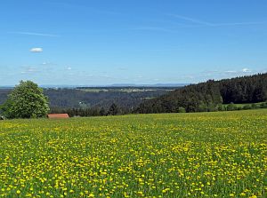 Lwenzahn und Baumblte in Tennenbronn