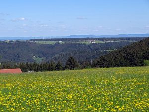 Lwenzahn und Baumblte in Tennenbronn