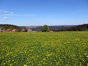 Lwenzahn und Baumblte in Tennenbronn