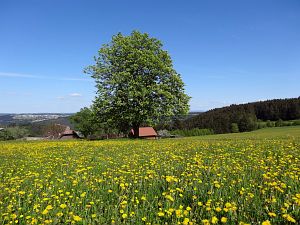 Lwenzahn und Baumblte in Tennenbronn