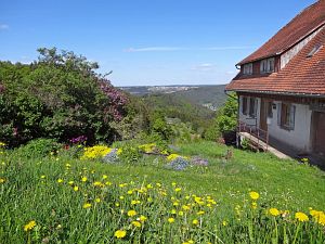 Lwenzahn und Baumblte in Tennenbronn