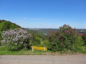 Lwenzahn und Baumblte in Tennenbronn