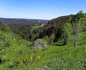 Lwenzahn und Baumblte in Tennenbronn