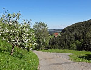 Lwenzahn und Baumblte in Tennenbronn