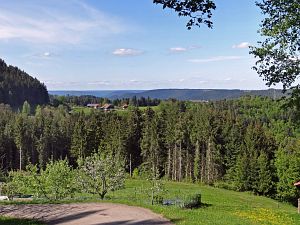 Lwenzahn und Baumblte in Tennenbronn