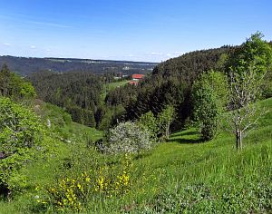 Lwenzahn und Baumblte in Tennenbronn