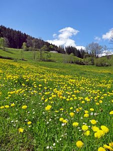 Lwenzahn und Baumblte in Tennenbronn
