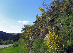 Ginsterblte in Tennenbronn