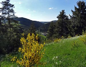 Ginsterblte in Tennenbronn