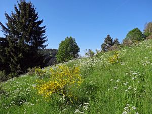 Ginsterblte in Tennenbronn