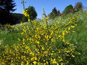 Ginsterblte in Tennenbronn
