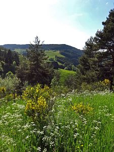 Ginsterblte in Tennenbronn