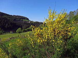 Ginsterblte in Tennenbronn
