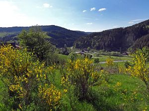 Ginsterblte in Tennenbronn