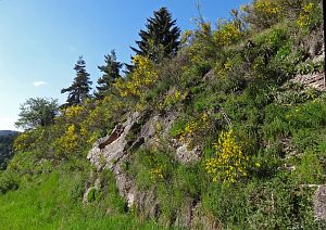 Ginsterblte in Tennenbronn