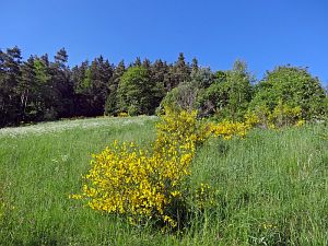 Ginsterblte in Tennenbronn