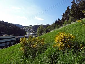 Ginsterblte in Tennenbronn