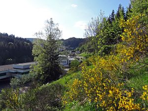 Ginsterblte in Tennenbronn