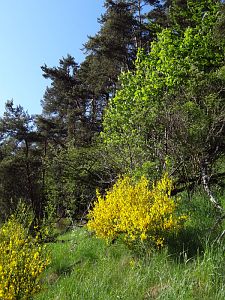 Ginsterblte in Tennenbronn