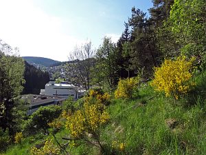 Ginsterblte in Tennenbronn