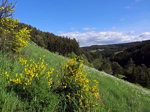 Ginsterblüte in Tennenbronn Ginsterblüte in Tennenbronn