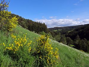 Ginsterblte in Tennenbronn