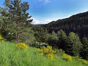 Ginsterblte in Tennenbronn