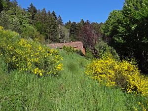 Ginsterblte in Tennenbronn