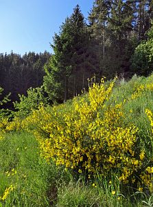 Ginsterblte in Tennenbronn