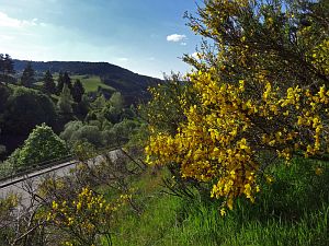 Ginsterblte in Tennenbronn