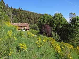 Ginsterblte in Tennenbronn