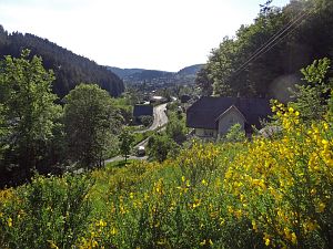 Ginsterblte in Tennenbronn